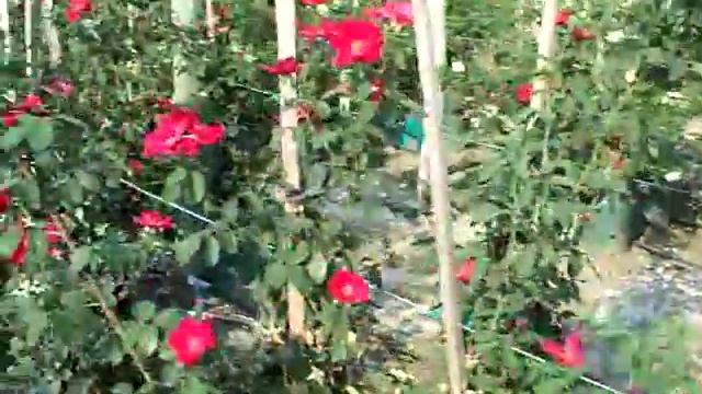 Rose Altissimo climbing смотреть онлайн
