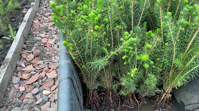 Что такое еловый микс?Как сделать ель обыкновенную более декоративной.Питомник "Хвойный дворик" смотреть онлайн