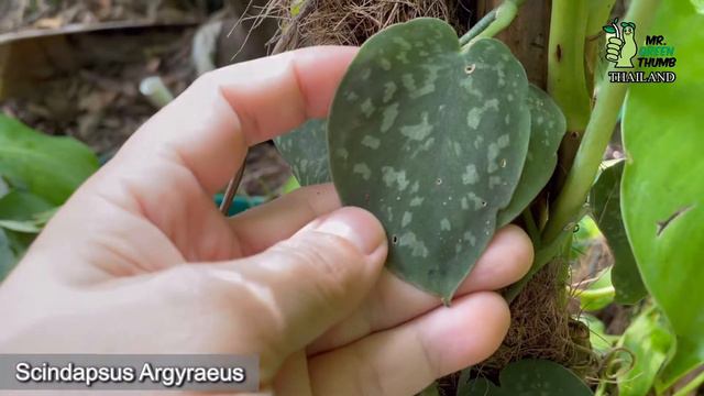Scindapsus ไม้เลื้อยหน้าเงินตัวพื้นฐานมีอะไรให้สะสมกันบ้างนะ? смотреть онлайн