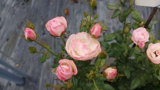 Hoa Hồng Ngoại Strawberry Marcaron Rose