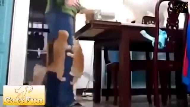 Смешные котята смотреть онлайн