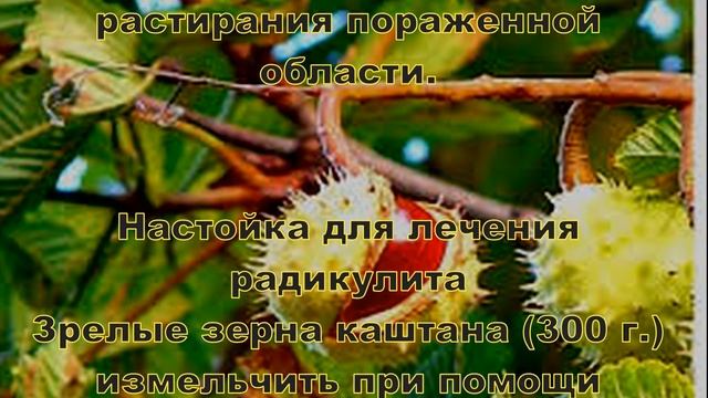 Древний способ лечения конским каштаном смотреть онлайн