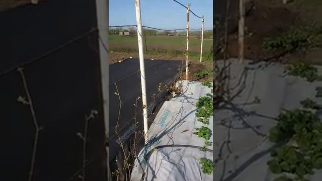 АГРОВОЛОКНО ЧЕРНО-БЕЛОЕ НА КЛУБНИКЕ И МАЛИНЕ смотреть онлайн
