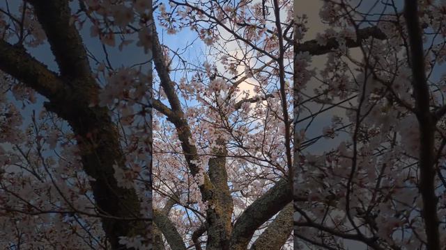 cherry blossom and tsubaki смотреть онлайн