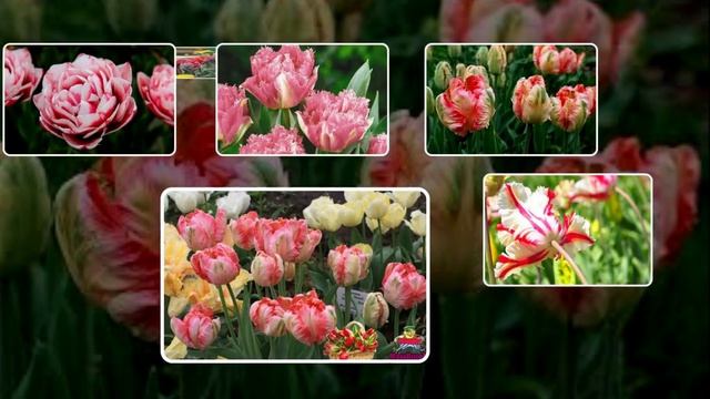 Необычные попугайные тюльпаны!!! ProShow Slideshow смотреть онлайн