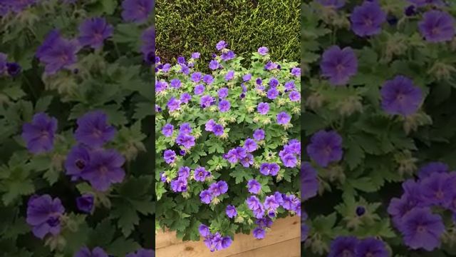Geranium Johnson’s Blue смотреть онлайн