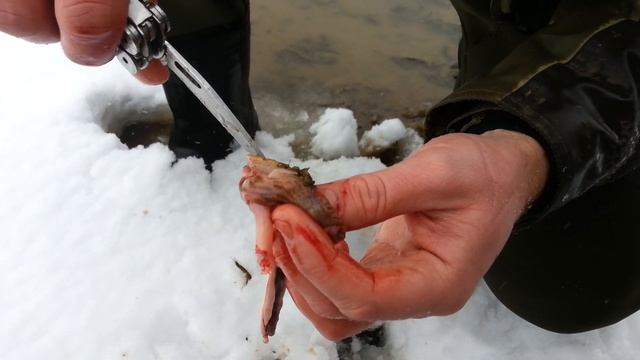 Чем питается осенний хариус смотреть онлайн