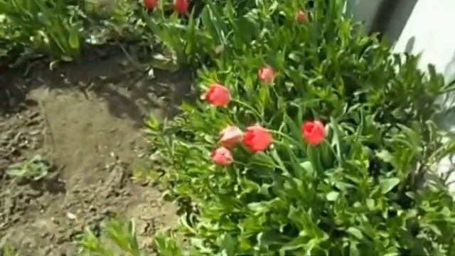 ТАНЕЦ ЦВЕТОВ смотреть онлайн