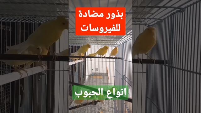 أهم أنواع الحبوب المضادة للفيروسات و البكتريا - حبوب مهمة للكناري смотреть онлайн