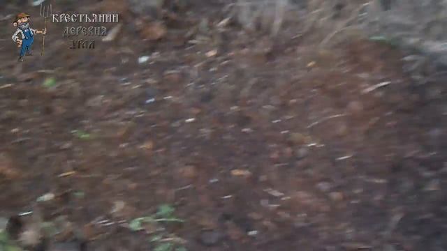 как посадить кабачки на компостной куче