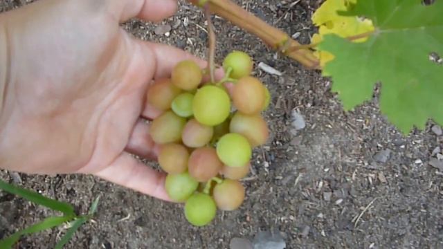 Г.ф. Гусева Пёстрый. смотреть онлайн