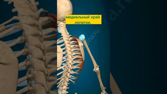ПЕРЕДНЯЯ ЗУБЧАТАЯ МЫШЦА смотреть онлайн