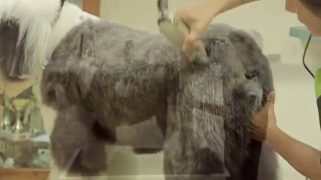 Grooming an Old English Sheepdog using a Wahl KM2 Deluxe with Sue Zecco смотреть онлайн