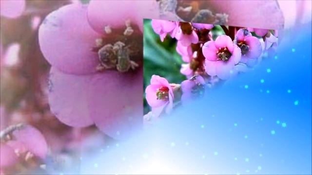 РЕЙТИНГ РАСТЕНИЙ ДЛЯ ТЕНИСТОГО САДА смотреть онлайн