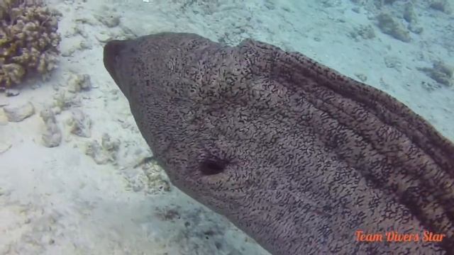 Giant Moray. Red Sea. Hurghada