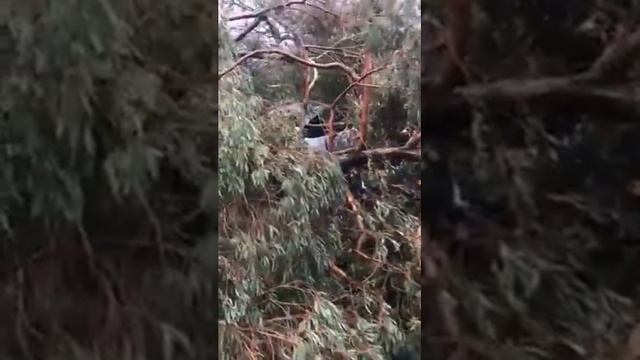 С корнями вырвало! смотреть онлайн