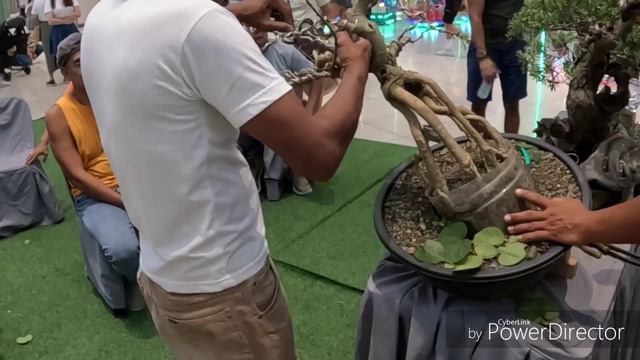 HIBISCUS TAIWAN WORKSHOP+ART CAPITAL BONSAI CLUB EXHIBIT AT SM CENTER ANGONO JUNE 24 TO JULY 2 2023 смотреть онлайн