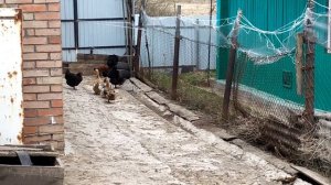 УДОБНЫЕ ГНЕЗДА ДЛЯ УТОК СВОИМИ РУКАМИ