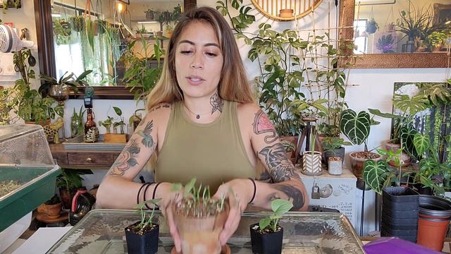 Silver Hero Platinum Scindapsus I Potting up proagations + Care смотреть онлайн