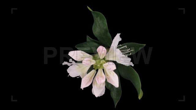 White Rhododendron Flowers Stock Video смотреть онлайн