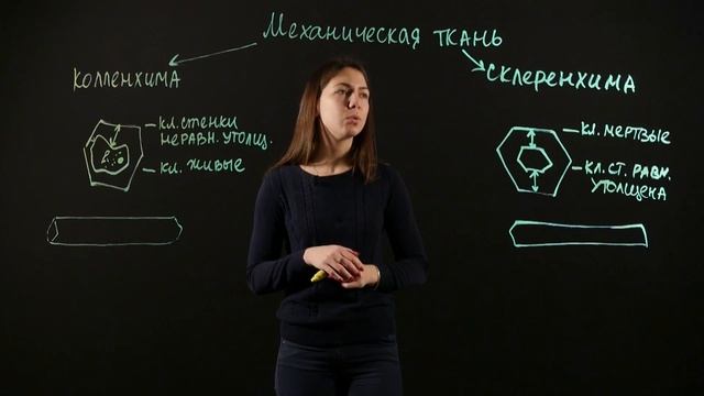 БИОЛОГИЯ 6 класс: Ткани растений - Механические смотреть онлайн