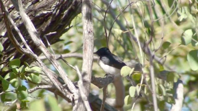 Paperbark Flycatcher смотреть онлайн