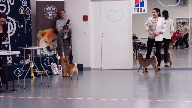 Первая выставка Эми. МАТЧ-ШОУ ЯПОНСКИХ ПОРОД | JAPANESE BREEDS MATCH SHOW смотреть онлайн
