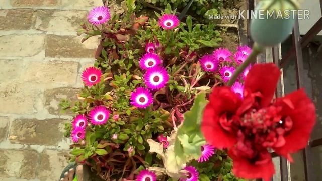 Ice plant ||mesembryanthemum outdoor flower plant смотреть онлайн