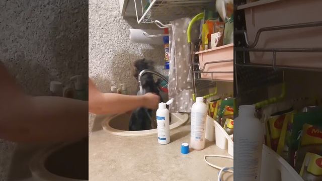 Помыть кошку в раковине смотреть онлайн