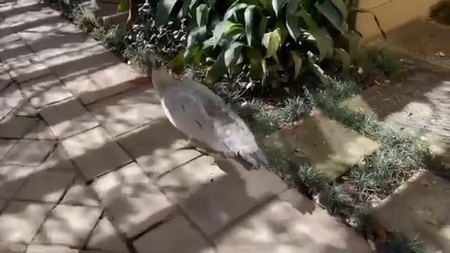 Why Prophet Passion Java want to offer $15k to Enzol Ishal?? смотреть онлайн