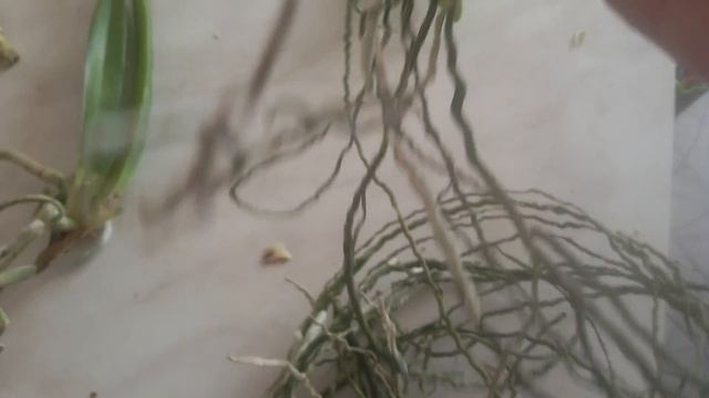 Обработака Фунгицидами!Больная орхидея! смотреть онлайн