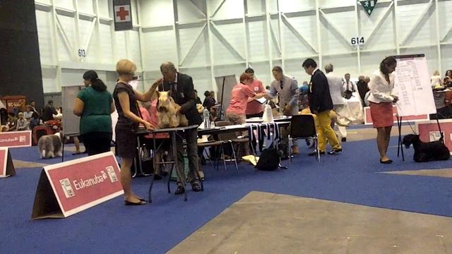 FCI CACIB , 29.08. 2013 г. Geneva Champion class Male смотреть онлайн