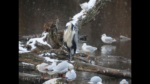 The Last Snowstorm смотреть онлайн