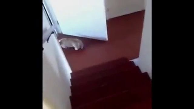 Приколы животного мира. С лестницы Кувырком. Cooper does a barrel roll! смотреть онлайн