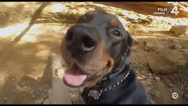 Túlélni A Vadont - TELJES FILM MAGYARUL