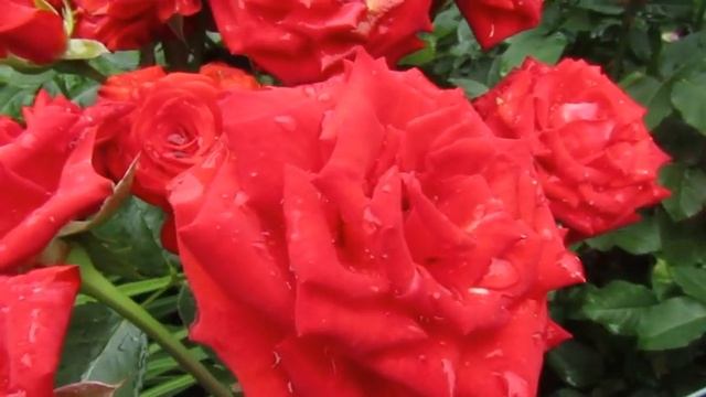 Мой Розовый Сад 2019г.Саша (роза флорибунда). смотреть онлайн