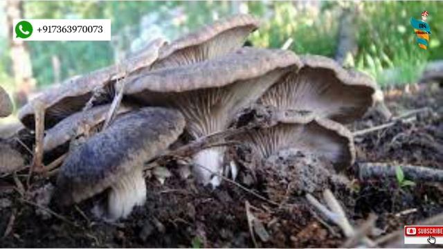 King Oyster Mushroom Cultivation | How to grow King Oyster Mushrooms | Mushroom Farming смотреть онлайн