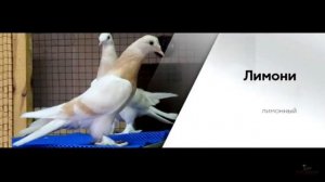 Голуби такла масти