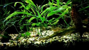 БОЛЕЗНИ АКВАРИУМНЫХ РАСТЕНИЙ И ИХ ПРИЧИНЫ