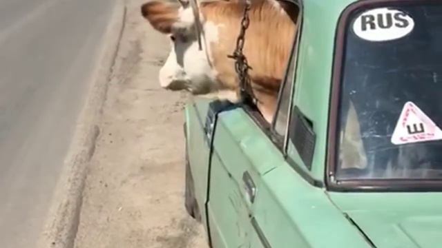 Перевозка быка в машине!!! смотреть онлайн
