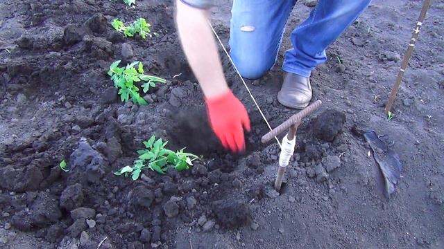 Испытание нового препарата Italpollina на помидорах смотреть онлайн