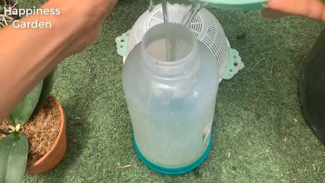 Orchids are beautiful forever if you know this secret | Just hydrogen peroxide смотреть онлайн