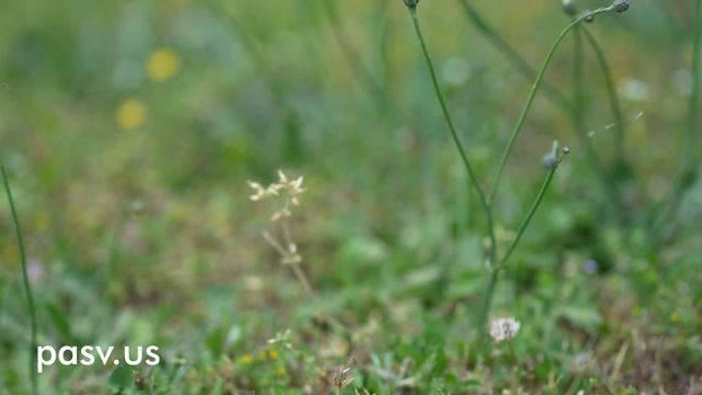 Bootcamp PASV #4. Работа в США. Получить первую работу в QA или Developer. Тестировщик в Америке смотреть онлайн