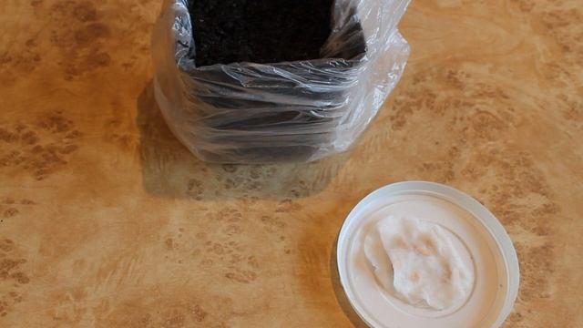 Дыня в открытом грунте. Тонкости выращивания рассады дыни. смотреть онлайн