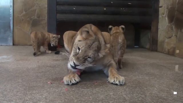 Творческий Путь к Саморазвитию