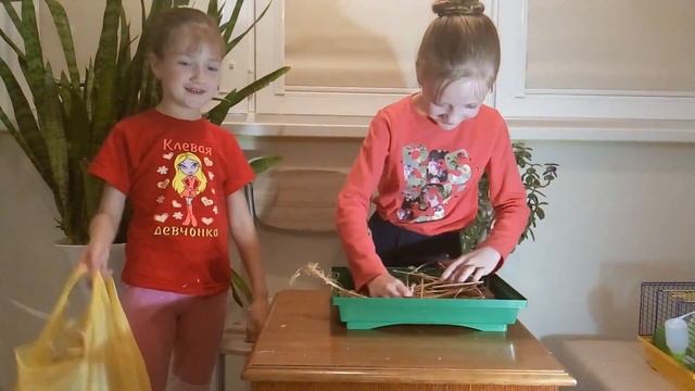 Уборка клетки хомячка Хомяки Как убирать в клетке у хомяка Уход за хомяком Домашние животные смотреть онлайн