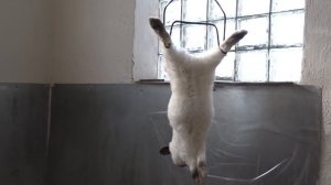 Выход мяса калифорнийского кролика в 90 дней