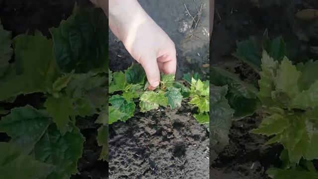 Підщепа для ФУНДУКА Ведмежий горіх смотреть онлайн