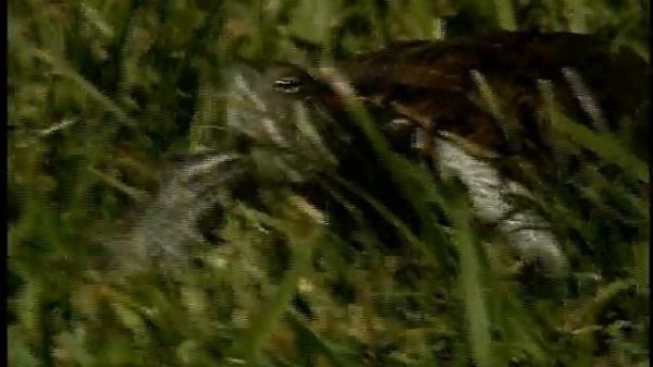 Hammy Hamster - Once Upon a Hamster - Episode 3