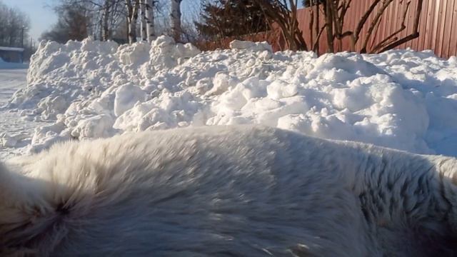 Кто ходит в гости по утрам)) смотреть онлайн